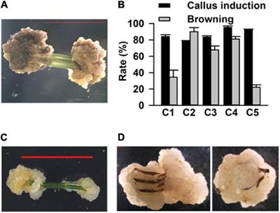 Optimization of Tissue Culturing and Genetic Transformation Protocol for Casuarina equisetifolia